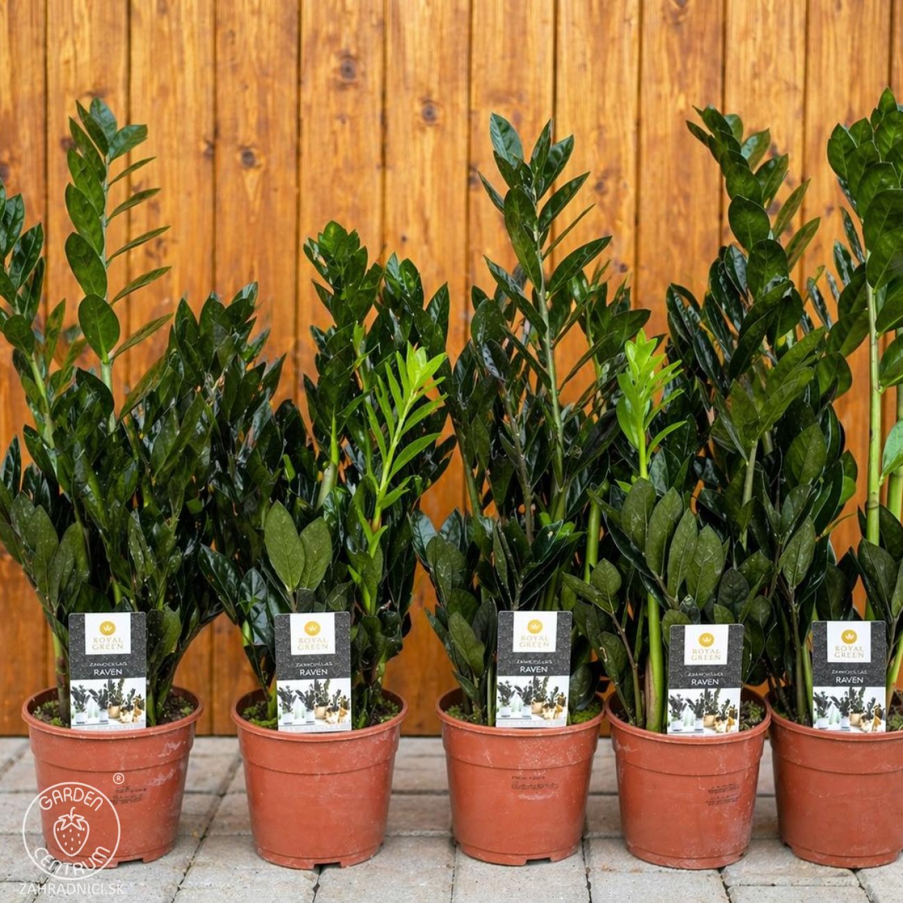 Obrázok Zamiokulkas (Zamioculcas zamifolia) ´RAVEN´ - výška 30-40 cm, kont. C2L